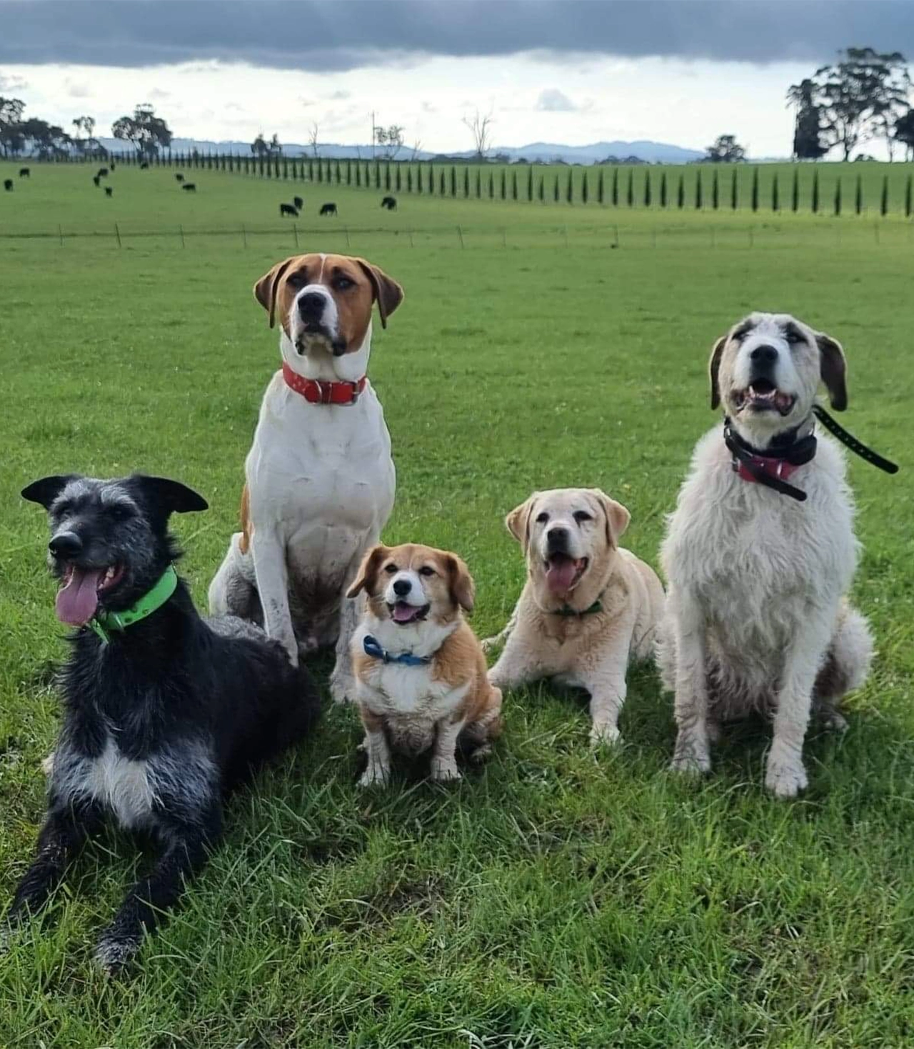 The Veterinary Surgery - Pet Behaviour Consultations for Dogs