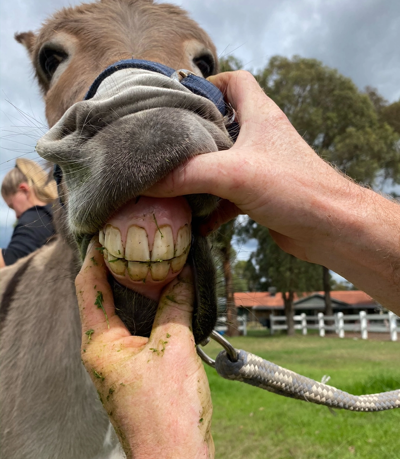 The Veterinary Surgery - Equine Services