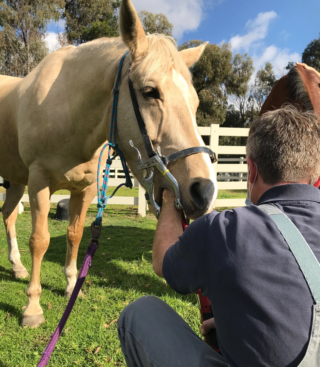 Careers at The Veterinary Surgery - Equine Veterinary Careers