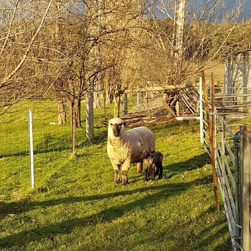 The Veterinary Surgery - Farm Visits