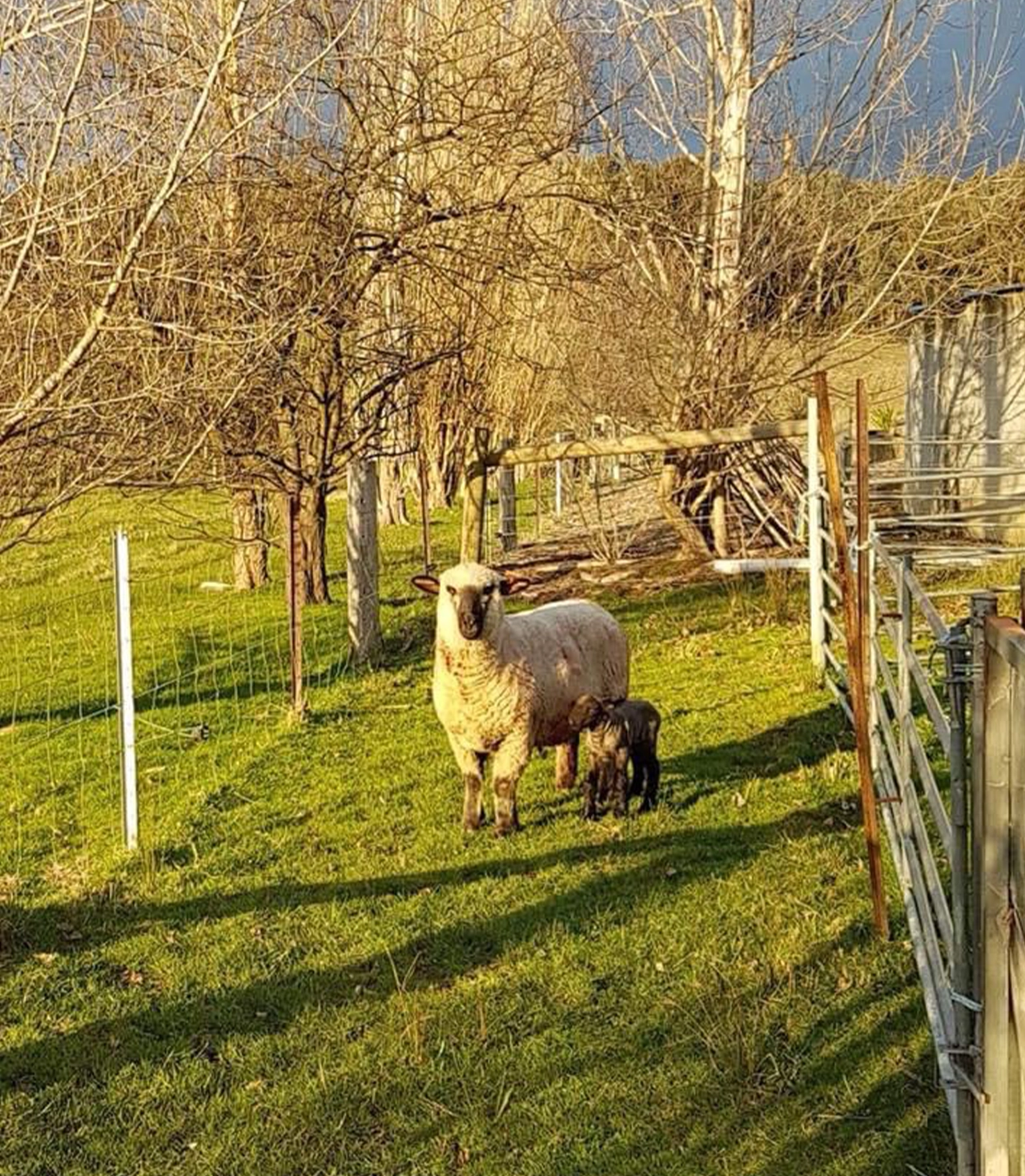 The Veterinary Surgery - Farm Visits