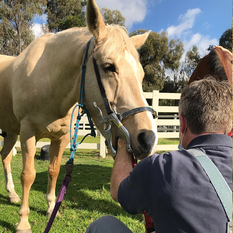 The Veterinary Surgery - Equine Services