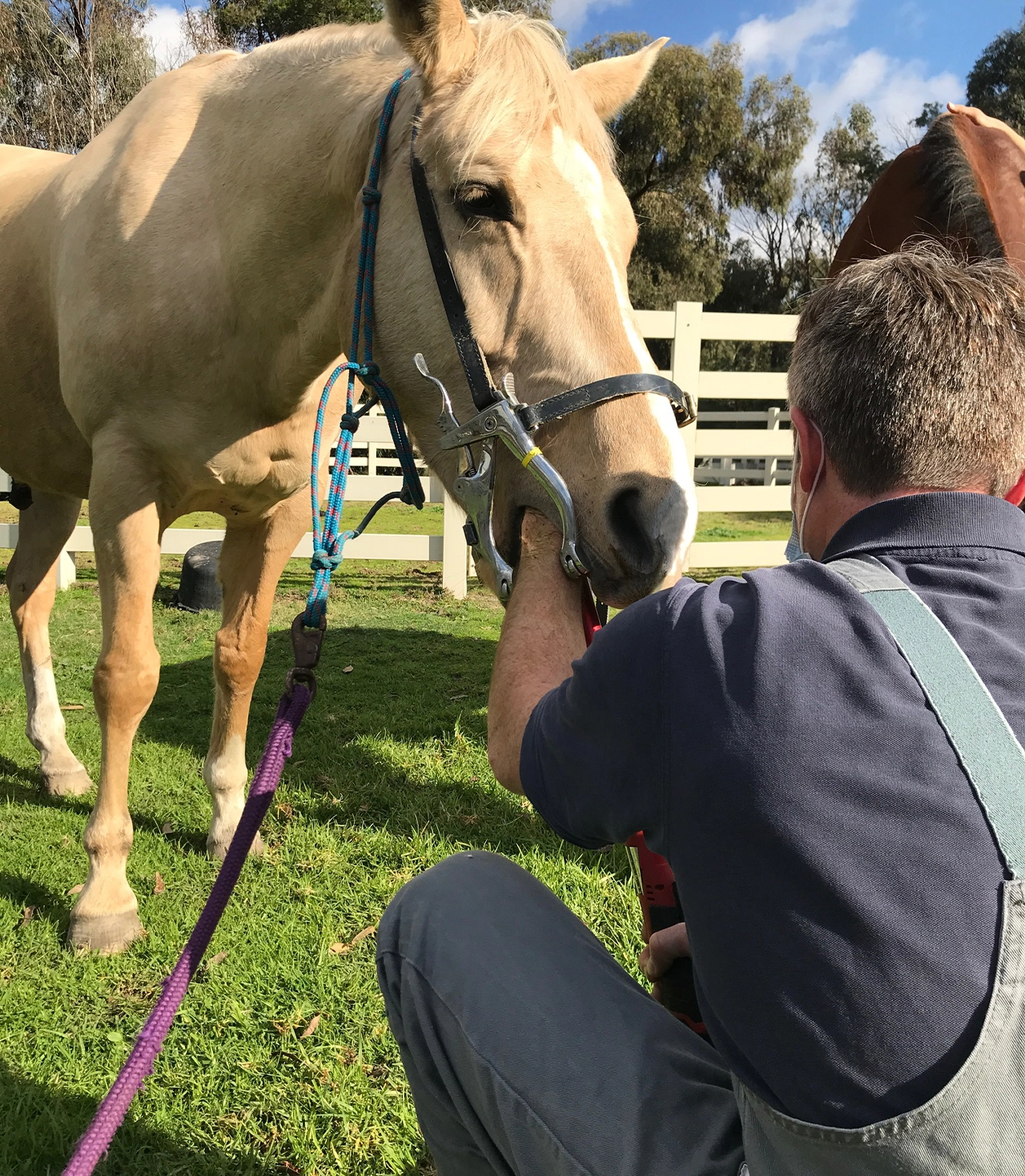 The Veterinary Surgery - Horse Veterinary Services in Yarrambat