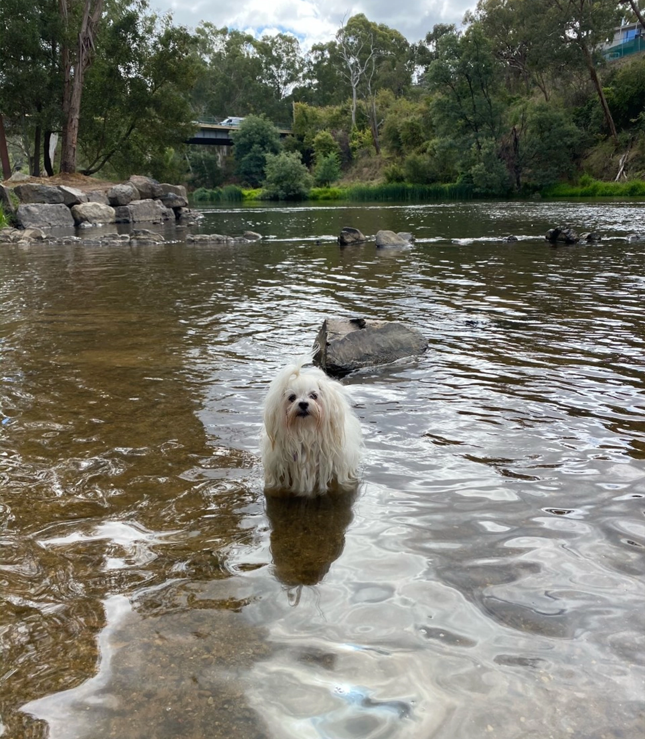 The Veterinary Surgery - Yarrambat Veterinary Hospital