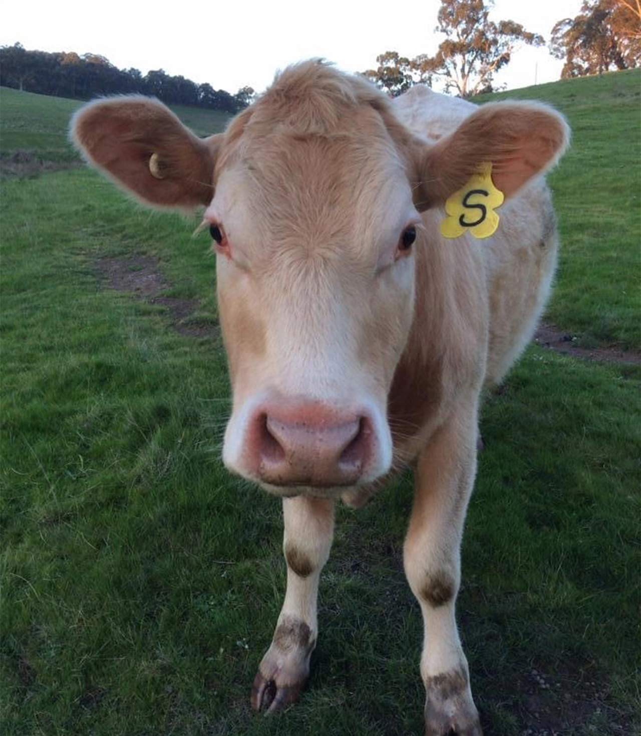 The Veterinary Surgery - Farm Visits