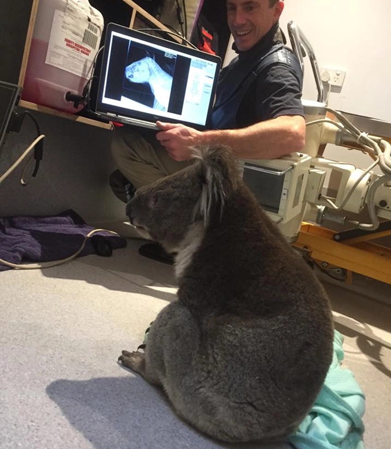 The Veterinary Surgery - Diagnostics - Koala Xray